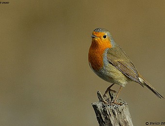Animali 181